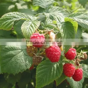 New Crop Iqf Raspberry thumbnail-5