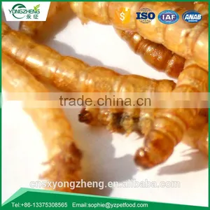 Factory Price Microwave Dried Pet Food Yellow Mealworms;Microwavce Dried Tenebrio Molitors For Pet thumbnail-2