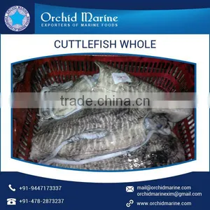 Cuttlefish Whole thumbnail-4