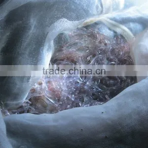 Glass Eel thumbnail-3