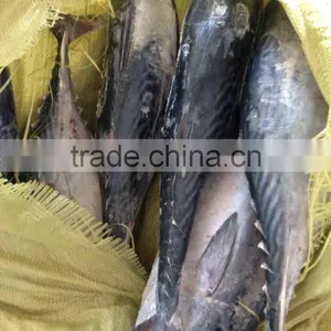 FAD Certificate of Bonito Tuna thumbnail-1