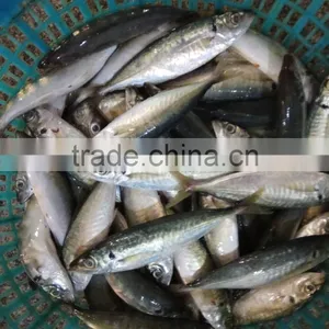Frozen Horse Mackerel Fresh Seafood Small Eye Horse Mackerel thumbnail-3