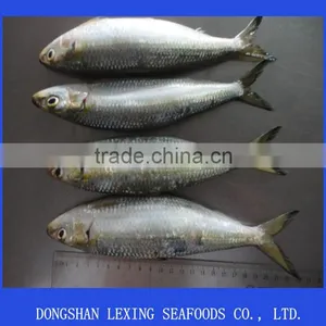 Frozen Whole Round Sardine for Bait thumbnail-1