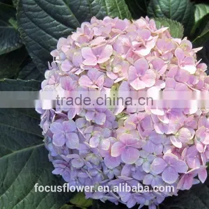 Fresh Artifical Light Pink Hydrangea For Export thumbnail-1