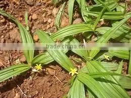 Curculigo Orchioides thumbnail-2