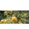 Poncirus Extract thumbnail-1