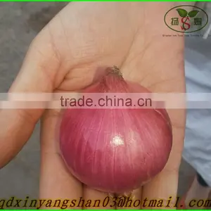 Red Dried Fresh Onion /Fresh Onion/red Onion thumbnail-3