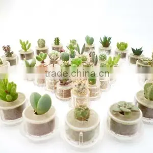 Mini Plant thumbnail-6