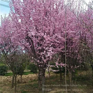 Price of 5 - Centimeter Beauty Plum, Cheap, Guaranteed Survival Rate thumbnail-3