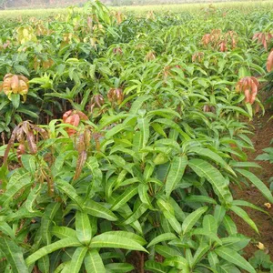 Japan Mango Trees With Grafting Mango Fruit Trees thumbnail-3