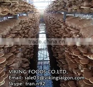 DRIED GANODERMA/LUCIDUM/REISHI/LINGZHI MUSHROOM thumbnail-3