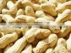 Flavored Roasted Peanut in Shell 9/11 thumbnail-1