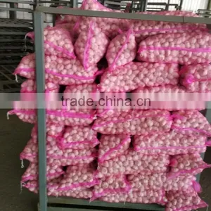 2016 New Crop Garlic Start to be Harvest thumbnail-1