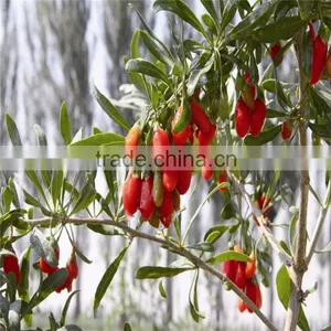 2015's New Crop Fresh and Dried Gojiberry thumbnail-5