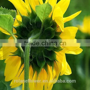 Fashion Hot Sale Beautiful Flower Sunflower For Gift thumbnail-3