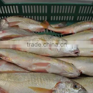 MEXICO YELLOW CROAKER WHOLE ROUND thumbnail-6