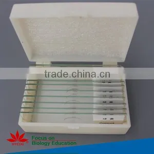Embryology Slides Individual Microscope Prepared Slide thumbnail-1
