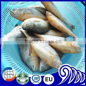 Export Frozen Whole Small Yellow Croaker Fish thumbnail-1