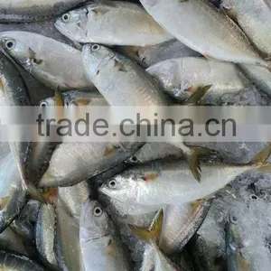 FROZEN INDIAN MACKEREL GRADE AAA WHOLE ROUND thumbnail-3