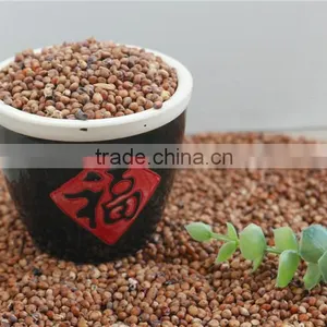 Red Sorghum With High Quality And Cooperate Price From China thumbnail-3