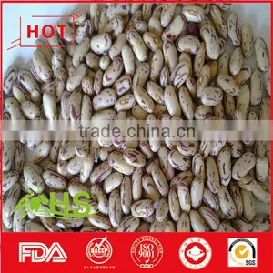 Light Coloured Speckled Kidney Beans for Sale thumbnail-3