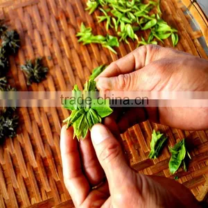 Darjeeling Hand Weaved Leaf White Blooming Tea - 2015 Hot Product - Directly From Darjeeling thumbnail-2