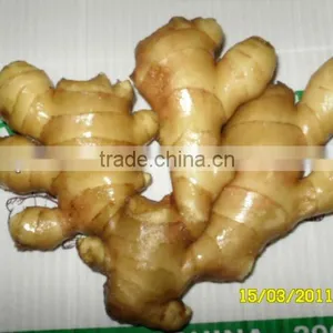 Organic Fresh Ginger thumbnail-1