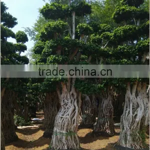 Ficus Microcarpa Bonsai Trees Big Ficus Bonsai Root Shape Ficus thumbnail-1