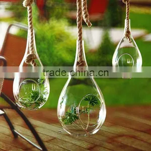 Micro Landscape Ecological Meaty Plant Water Drop Glass Vase With The Manila Rope thumbnail-1