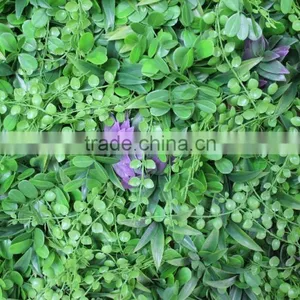 CHY040901 Decorative Garden Wall/ Hanging Wall Withplants/vertical Plant Wall thumbnail-4