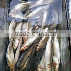 Frozen Sardine HGT With Competitive Price China Origin thumbnail-3