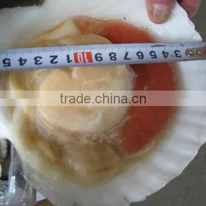 Cooked and Raw Frozen Scallop Adductor thumbnail-1