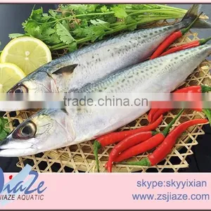 Hot Sale Frozen Mackerel Whole Round Fish thumbnail-2