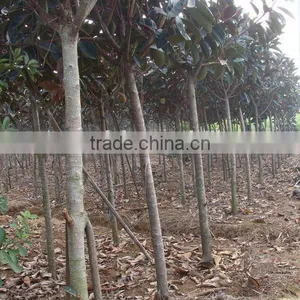 Ficus Elastica Fiber Trees thumbnail-1