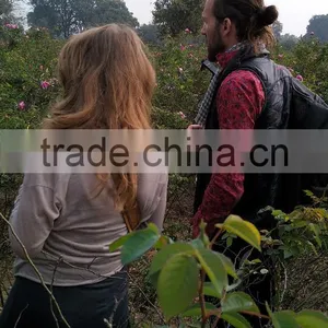 Rose Oil, 100% Pure Rose Otto thumbnail-3