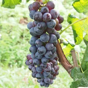 Merlot Grape Seedling Grape Vines thumbnail-1