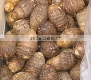 Fresh Taro Supplier thumbnail-2