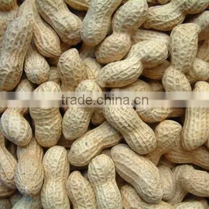 2013 Crop Chinese Peanut in Shell thumbnail-1