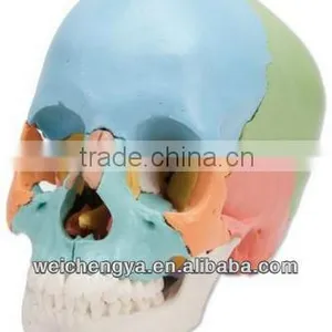 Scientific Human Colored Skull Model thumbnail-1