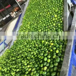 Fresh Mandarin Oranges in 2016 New Crop Sweet for Sale 9kg/box thumbnail-3