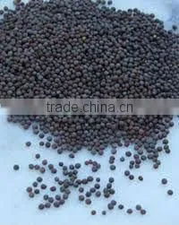 INDIAN MUSTARD SEEDS thumbnail-1