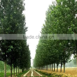 Silverleaf Poplar Seedling thumbnail-3