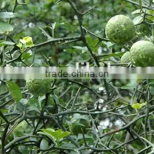 Citrus Aurantium Extract 30%-98% HPLC Synephrine thumbnail-3