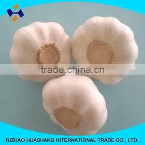 Pure White Fresh Garlic Size6.0cm thumbnail-2