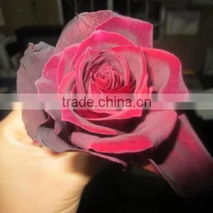 High Grade Fresh Cut Flower Wholesale Black Magic 002 Rose thumbnail-1