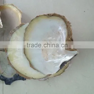 Varies Natural Raw Material Seashell thumbnail-2