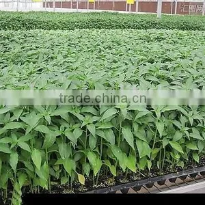 Made in China Hot Sale Promotion Agriculture Seedling Tray thumbnail-4