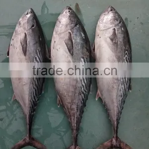 Frozen New Fish Bonito Tuna Whole thumbnail-2