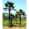 Sell Sago Palm Trees thumbnail-1