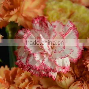 Special OEM Fresh Cut Red Pink Carnations Flowers thumbnail-2